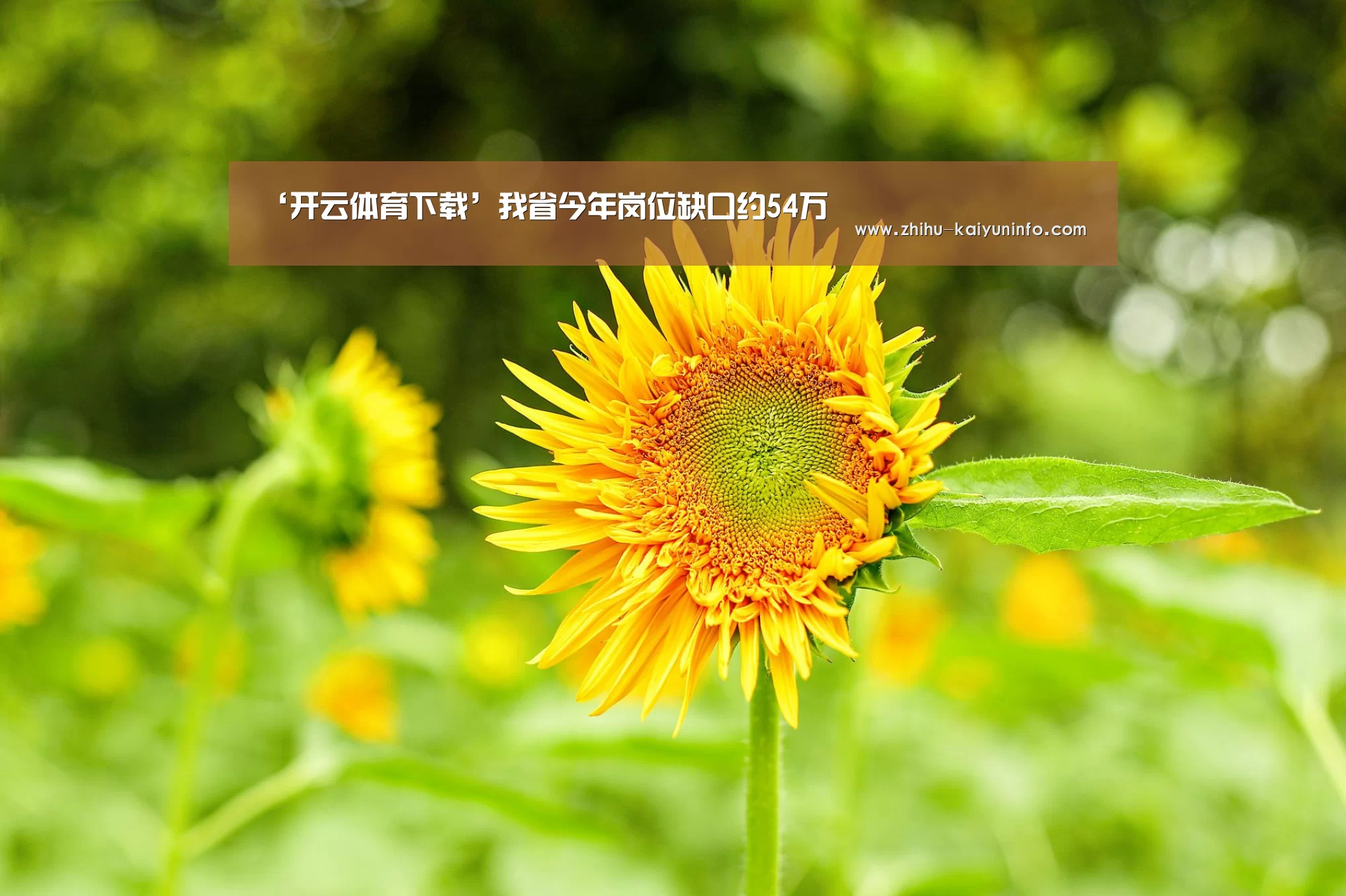 ‘开云体育下载’我省今年岗位缺口约54万(图1) 开云