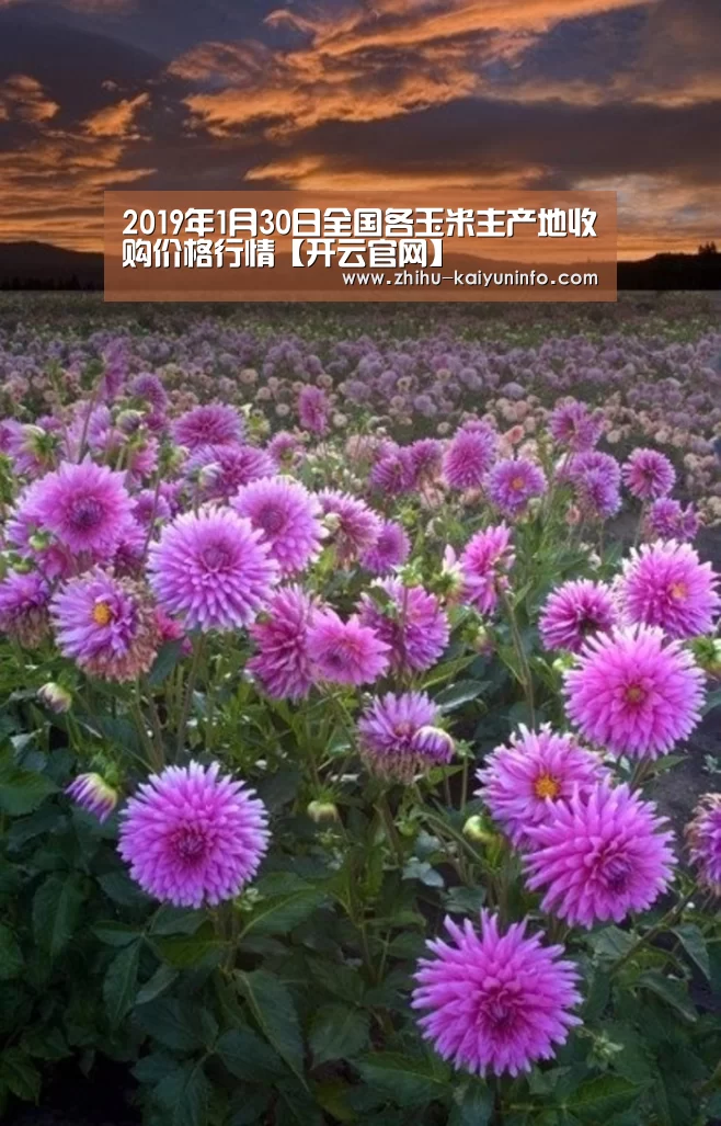 2019年1月30日全国各玉米主产地收购价格行情【开云官网】(图4) 开云体育下载